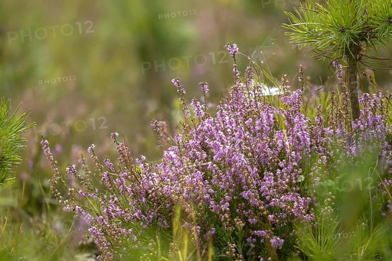 Broomheather, Calluna vulgaris, Ericaceae, heather, heather, autumn, common heather, flora, heather, autumn, ling, plants, simply heather