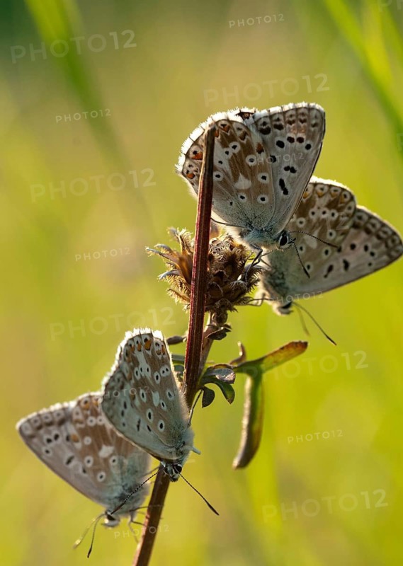 Lysandra coridon, polyommatus coridon, silverblue, silvergreen blue, butterfly, chalkhill blue, high size, portrait format, insects, sleep, sleeping community, butterfly, sleep, butterflies