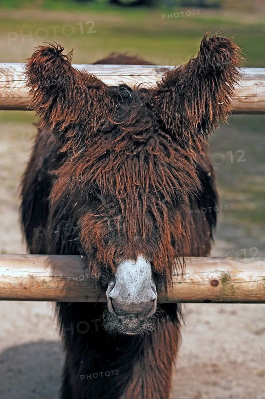 Poitou donkey (Equus asinus asinus) at Nuremberg Zoo, Nuremberg, Middle Franconia, Bavaria, Germany