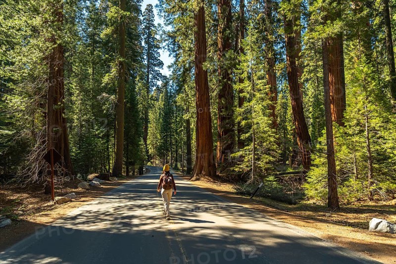 Solitary tourist with a backpack walking along a paved road through a forest of towering giant sequoia trees under sunny skies, experiencing the natural beauty of sequoia national park