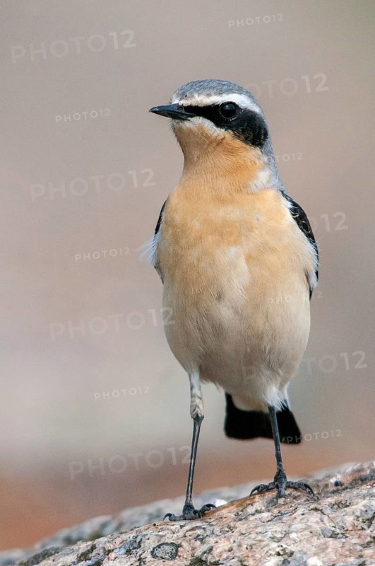 Brandenburg, Germany, national natural heritage, Grünhaus natural paradise, oenanthe oenanthe, Steinschmätzer, wheatear, post-mining landscape, birds, green house, high size, portrait format, male, passeri, songbirds, birds