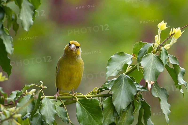 European greenfinch (Chloris chloris) adult male garden bird on an Ivy tree branch in summer, England, United Kingdom