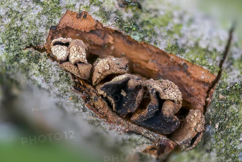 Mug, Encoelia furfuracea, common hazel mug, hazel bran mug, bran mug, bray tuft cup, bray hazel cup, spring hazel cup, fungi, mushrooms