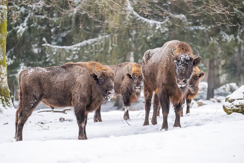 European bison (Bison bonasus) or Wisent standing on a meadow next to the forest in winter, snow, Bavaria, Germany