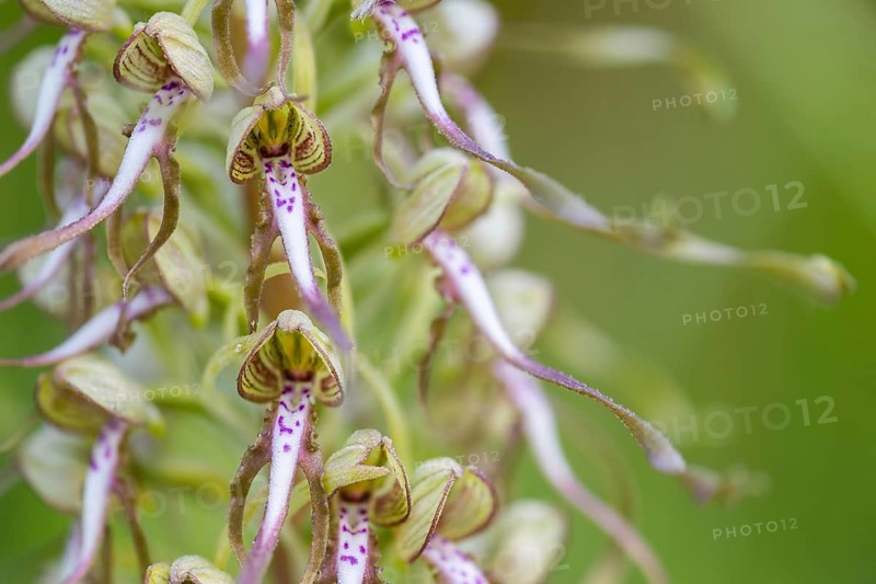 Goat's tongue (Himantoglossum hircinum), orchid family (Orchidaceae), spring, Liliental, Ihringen, Kaiserstuhl, Baden-Württemberg, Germany