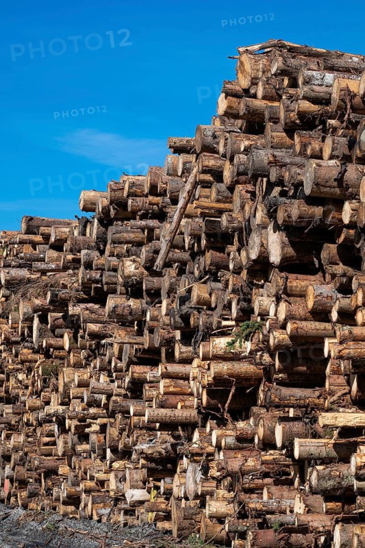 Logs, spruce logs, roundwood, storage, timber industry, Sunndalsøra, Tingvollfjorden, Sunndal Municipality, Møre og Romsdal Province, Norway