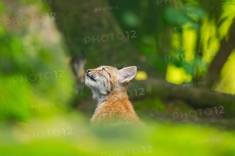 Eurasian lynx (Lynx lynx) youngster (cub) in a forest, portrait, Bavaria, Germany