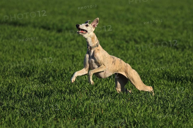 Whippet racing, Whippet running, A whippet moving briskly across a vast green grassy area, Racing whippet, Whippet (Canis lupus familiaris), Baden-Württemberg, Germany