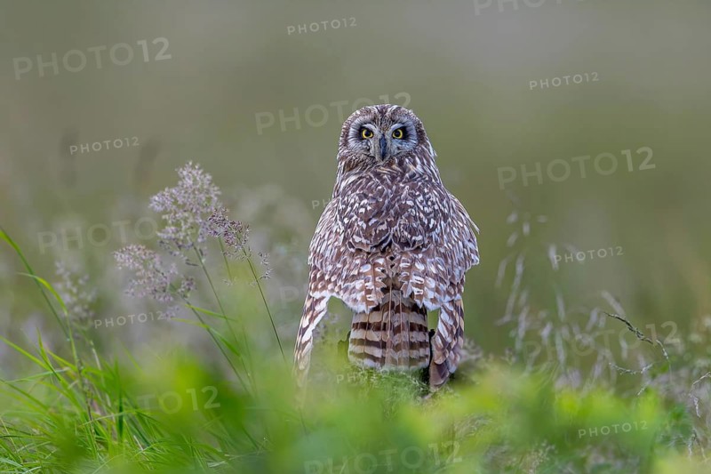 Short-eared owl (Asio flammeus) adult perched on fence post along grassland while looking backwards in late spring, early summer