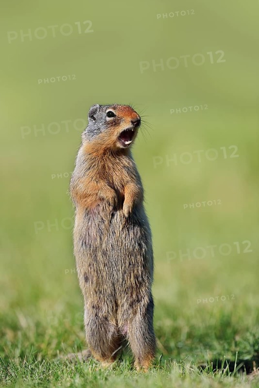 A Columbia ground squirrel (Urocitellus columbianus, Spermophilus columbianus) stands upright in a meadow and calls out, Waterton Lakes National Park, Alberta, Canada