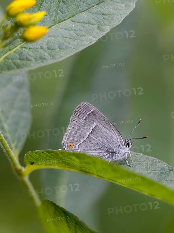 Blue oaktip, oak-pointed wit, Favonius quercus, neozephyrus quercus, quercusia quercus, butterfly, high size, portrait format, insects, purple hairstreak, butterflies, butterflies, butterflies
