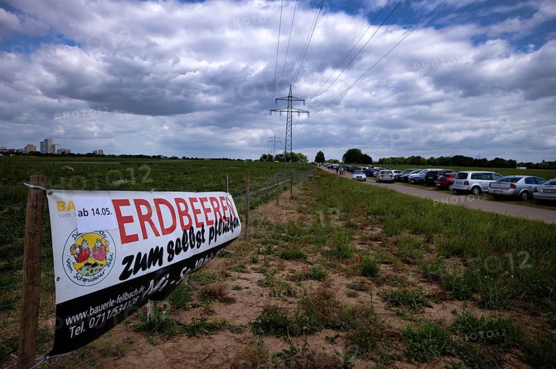 Sign strawberries, strawberry field, for self-pickers, to pick yourself, Schmidener Feld, Bauerle company, big crowd, lots of parked vehicles, cars, parking lot, Fellbach, Baden-Württemberg, Germany