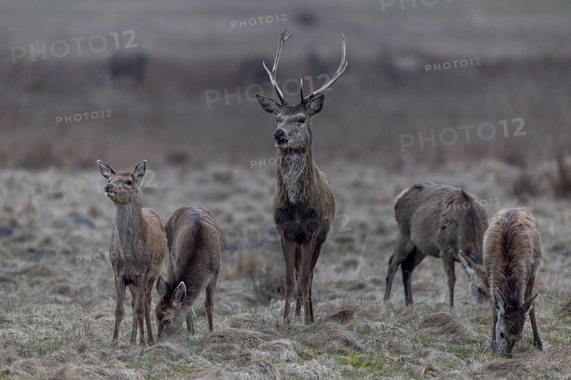A red deer (Cervus elaphus) stands alert amongst a herd of does and fawns grazing peacefully, watching intently, March, Denmark