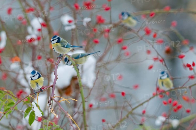 Blue tit, dog rose, parus caeruleus, pink canina, rosaceae, rose family, autumn, birds, dog rose, flora, rose hip, autumn, tit, passeri, plants, plants, snow, songbirds, snow, songbirds, tits, birds
