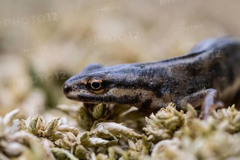Pond newt (Lissotriton vulgaris), Emsland, Lower Saxony, Germany