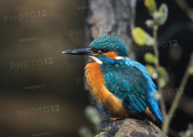 Alcedo Atthis, kingfisher, alcedinidae, birds, kingfishers, leo, male, river kingfishers, birds