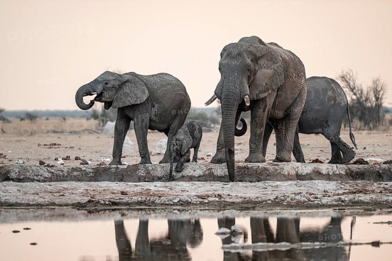 Animal family with baby elephant, African elephants (Loxodonta africana), drinking at the waterhole, dramatic reflection in the water, Nxai Pan National Park, Botswana