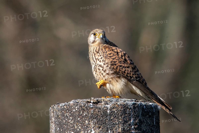 Falco tinnunculus, Common Kestrel, kestrel, birds, falcon, falconiformes, falcons, female, birds of prey, hawk, raptors, birds, female