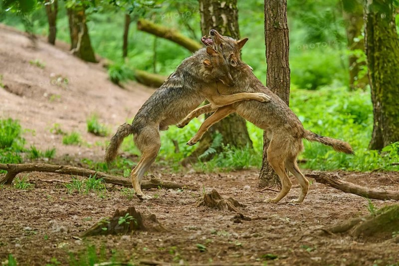 Wolves in close contact deep in the forest, summer, wolf (Canis lupus), Germany