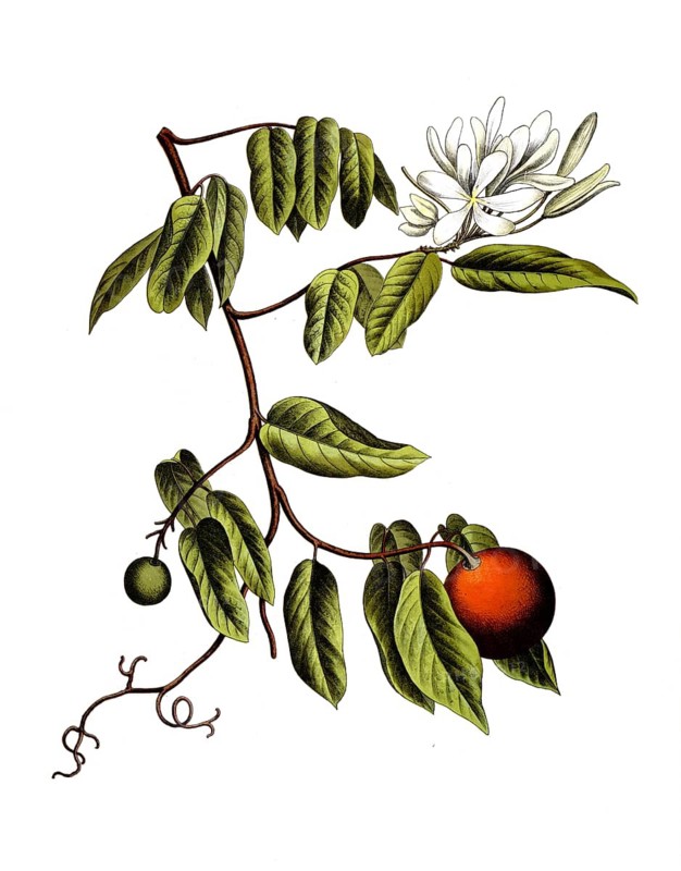 Landolphia florida, Saba comorensis, tropical rubber liana species. The plant produces highly scented white flowers and edible, orange fruits, bungo fruits. Historically, it is known primarily for its milky juice, from which high-quality natural rubber was obtained, school picture, illustration, reproduction from a model from the 19th century. School picture, mural, authentic, file restored for optimal use, exact date of original unknown, historical