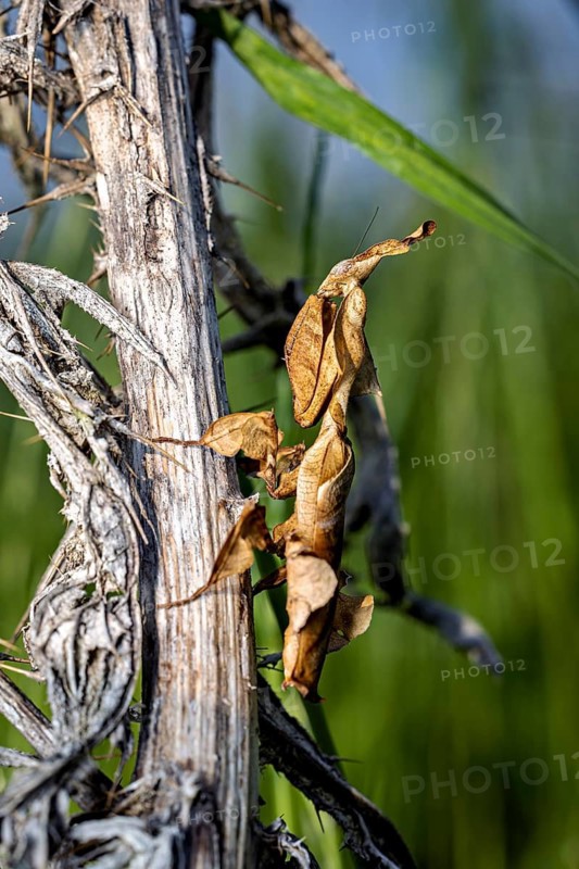 Close-up of a withered leaf from a climbing plant on a piece of wood against a green background, a ghost mantis in a meadow near Windhoek, Namibia (Phyllocrania paradoxa)