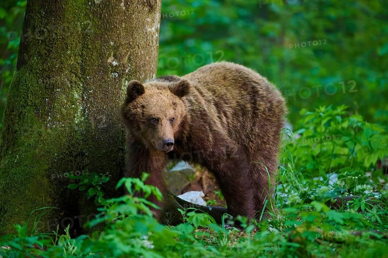 A brown bear is leaning against a tree in a green forest, European brown bear (Ursus arctos), Slovenia