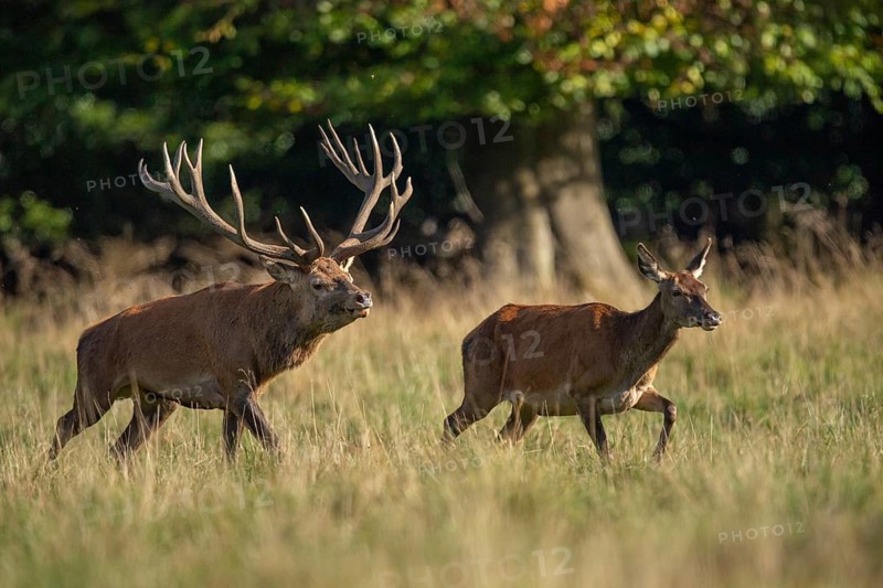 Red deer (Cervus elaphus) with heavy antlers in rut, Klamptenborg, Copenhagen, Denmark