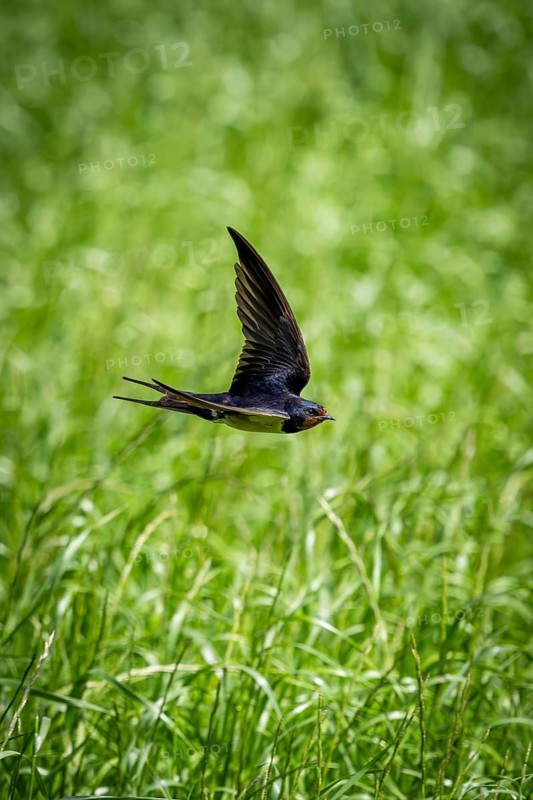 A swallow glides gracefully over a green field, a barn swallow (Hirundo rustica) in flight over a green meadow, Mecklenburg-Western Pomerania, Rügen, Germany