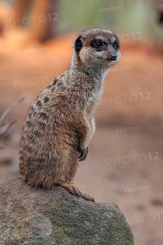 A meerkat (Suricata suricatta) stands guard, zoo, Nuremberg, Middle Franconia, Bavaria, Germany. PR available