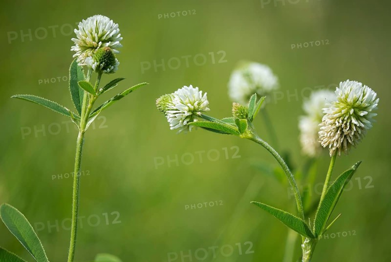 Mountain clover, fabaceae, butterflies, trifolium montanum, flora, mountain clover, plants, plants