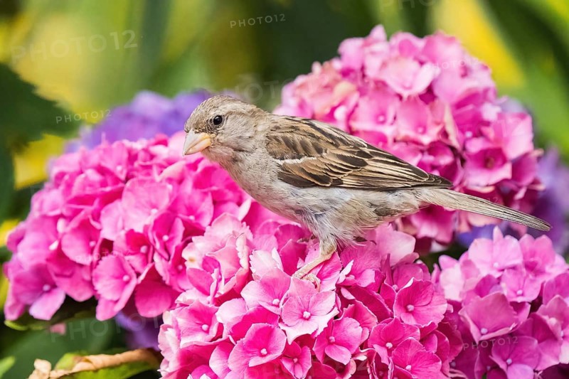 A house sparrow (Passer domesticus) perched on pink and purple hydrangeas, set against a green and yellow background, Hesse, Germany