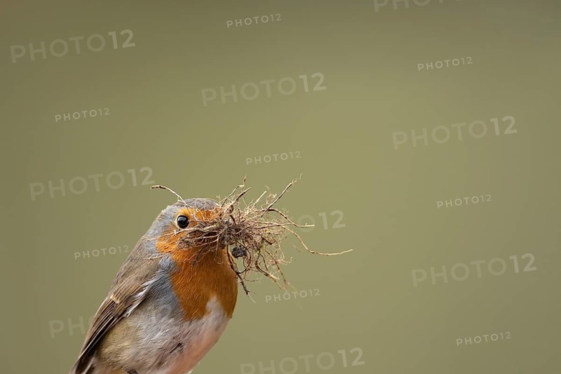 European robin (Erithacus rubecula) adult garden bird with nest material in its beak in spring, England, United Kingdom