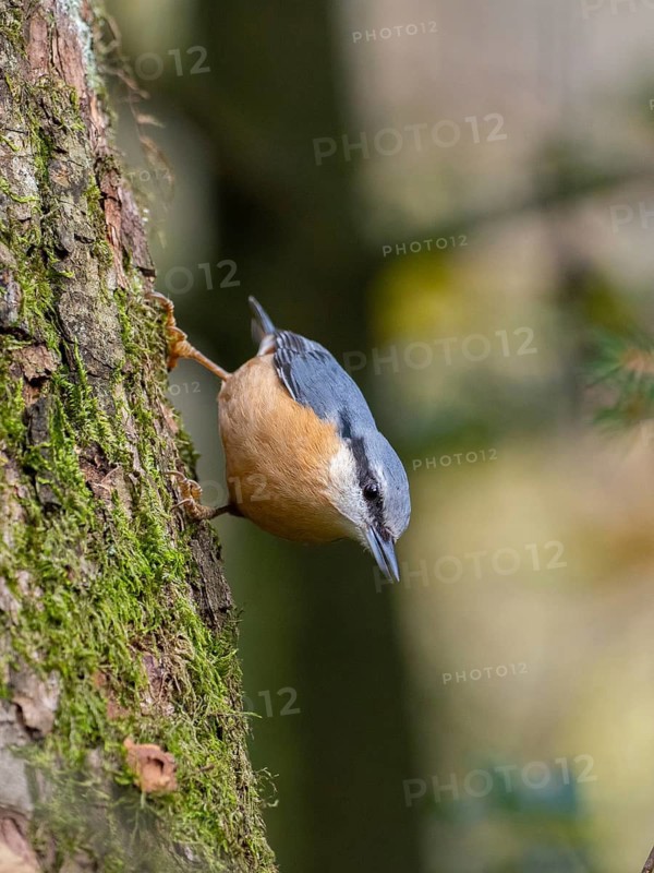 A nuthatch runs down a tree trunk, North Rhine-Westphalia, Germany