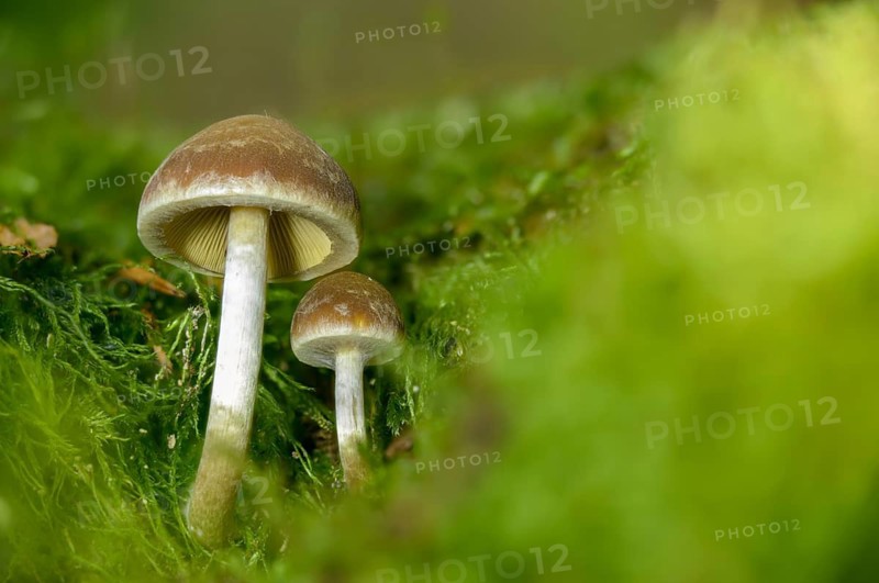 Cluster crumblecap, psathyrella hydrophila, psathyrella piluliformis, white-stemmed stick sponge, watery fiber, watery shortbread, watery mule, fungi, mushrooms