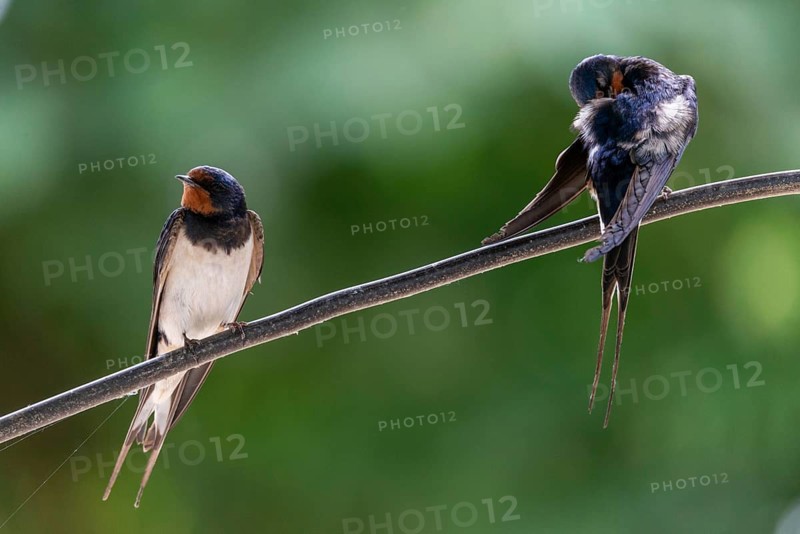 Hirundo rustica, barn swallow, birds, plumage care, passeri, swallows, songbirds, songbirds, birds