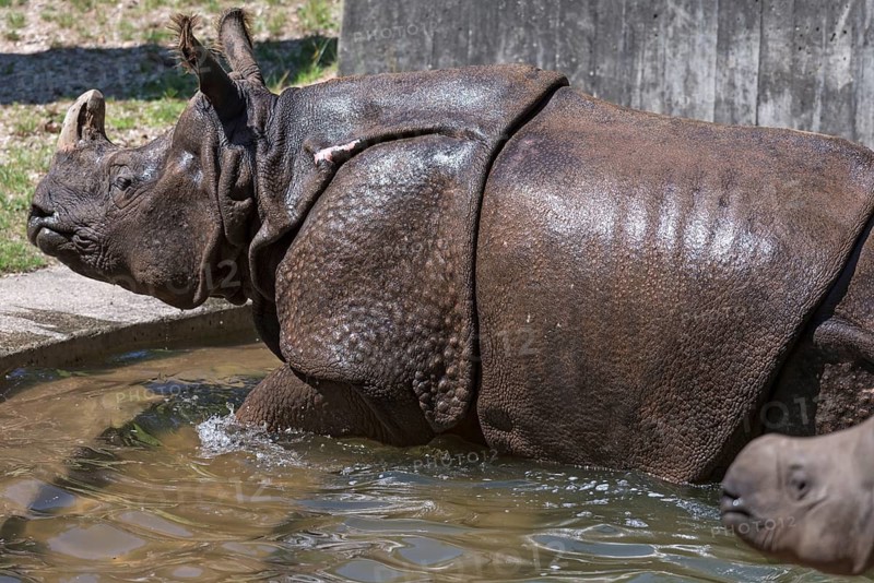 African black rhinoceros (Rhinoceros unicornis) with its calf in the water, Nuremberg Zoo, Middle Franconia, Bavaria, Germany
