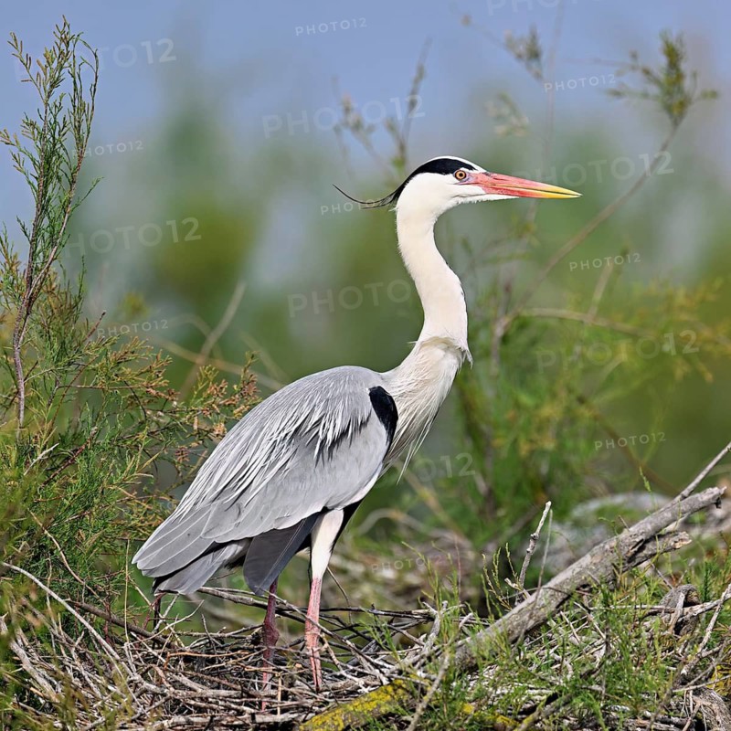 Grey heron (Ardea cinerea), standing on its nest, Camargue, southern France, France