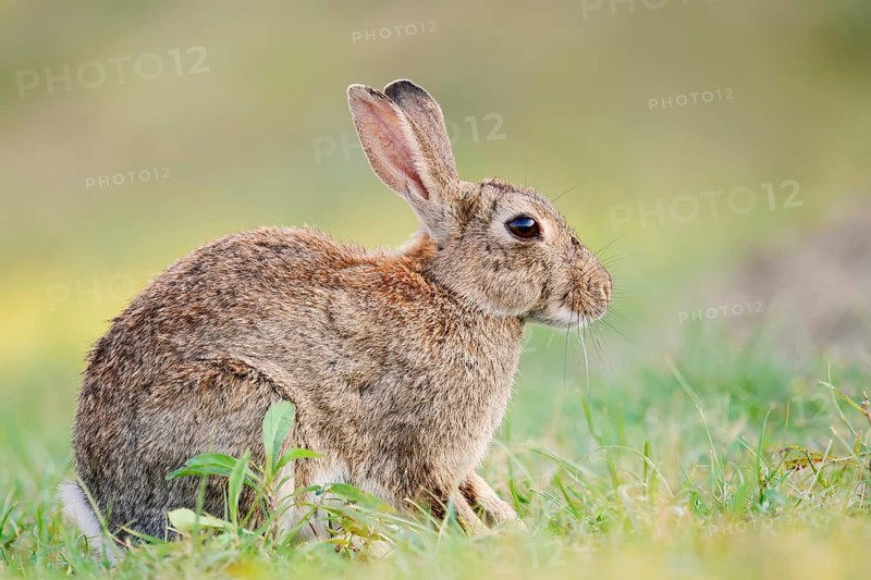 A wild rabbit (Oryctolagus cuniculus) sitting in a meadow, North Rhine-Westphalia, Germany
