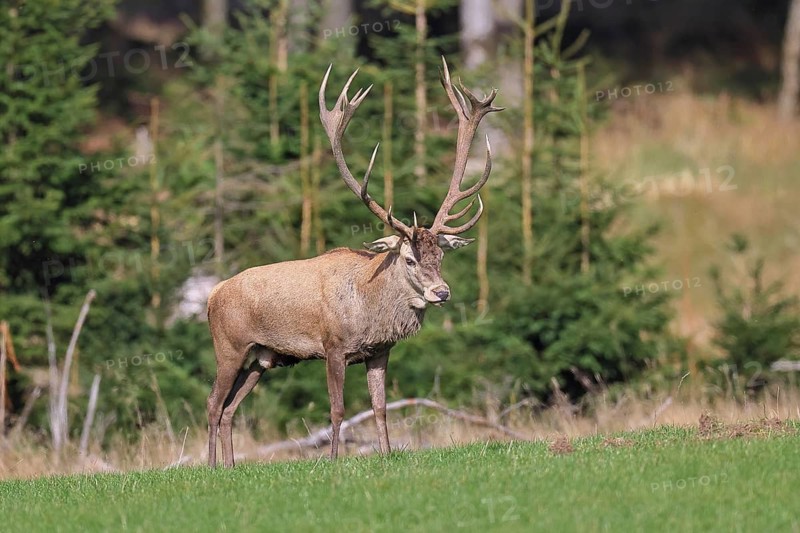 Red deer (Cervus elaphus) during the rutting season, a magnificent stag in a forest clearing, wildlife, autumn, Sauerland, North Rhine-Westphalia, Germany
