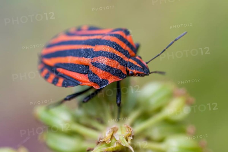 Graphosoma italicum, minstrel bug, striped bug, leaf bugs, insects, bugs