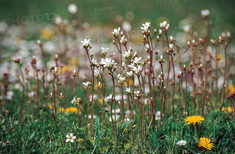 Knoellkensteinbruch, Kernkensteinbruch, Saxifraga granulata, Saxifragaceae, Steinbruch, Stonebreaks, Flora, Meadow Saxifrage, Plants, Plants