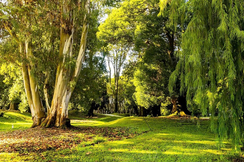 Various green trees supported by ropes in dendrological park in Shekvetii. Georgia