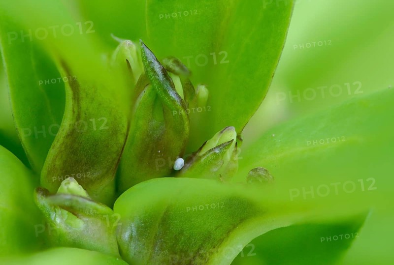 Glaucopsyche Alcon ssp. rebeli, glaucopsyche rebeli, cruciferous ant blue, maculinea rebeli, phengaris alcon ssp. rebeli, phengaris rebeli, butterfly, egg, clutch, insects, butterfly, butterflies