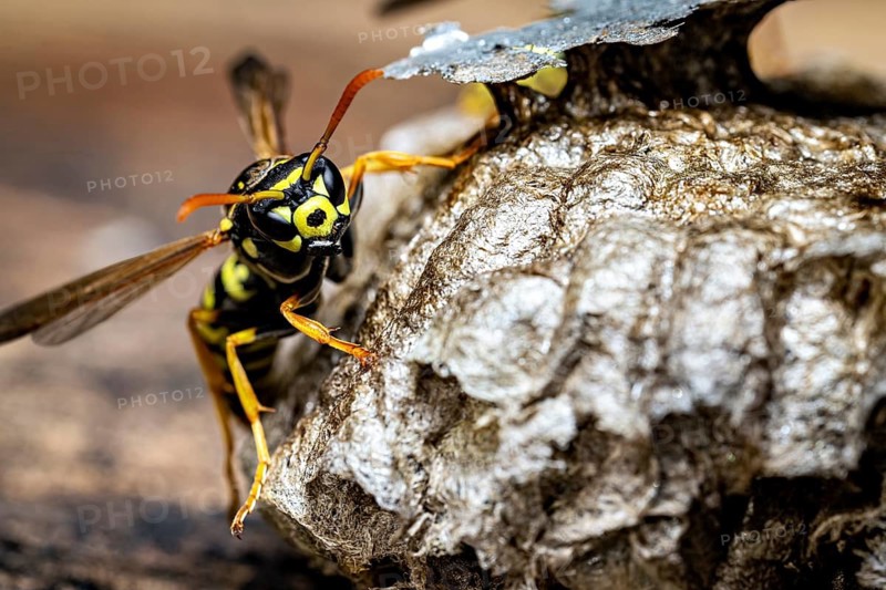 A wasp climbs on its nest, shown in a detailed close-up, field wasps on their fallen nest near Herleshausen, Germany (Polistinae)