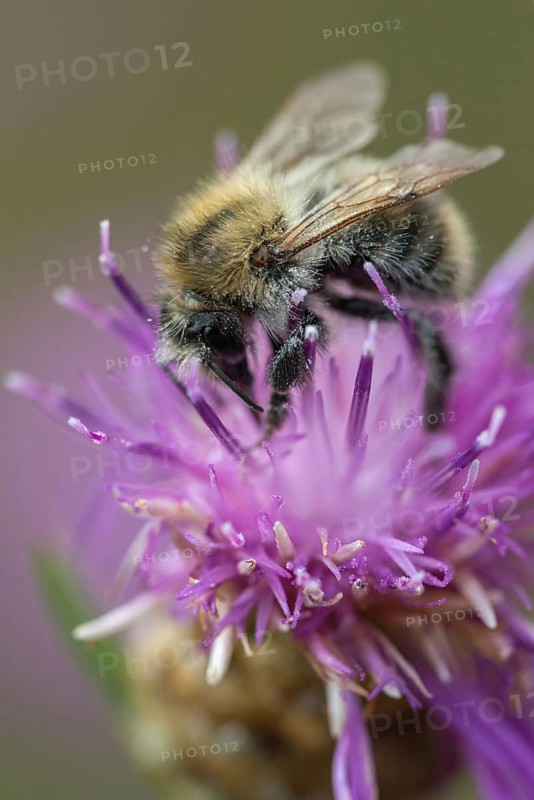 Field bumblebee, apidae, bees, bombus pascuorum, hymenoptera, common carder bee, high size, portrait format, bumblebee, insects, insects