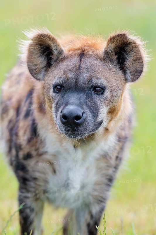 Portrait of A fully grown female Spotted Hyena (Crocuta crocuta. Ethiopia, Kenya, Tanzania, Botswana, Namibia, South Africa
