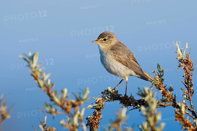A willow warbler (Phylloscopus trochilus) perched on a twig, North Holland, Netherlands
