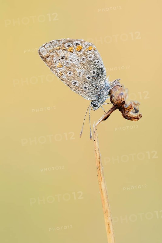 Common Blue (Polyommatus icarus), female with a dewdrop, North Rhine-Westphalia, Germany