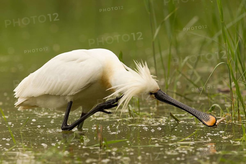 Eurasian Spoonbill (Platalea leucorodia), Serbia