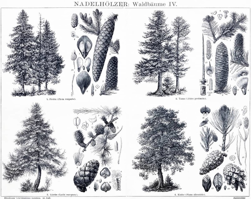 Conifers, trees and their fruits, forest, biology, spruce (Picea vulgaris), fir (Abies pectinata), larch (Larix europaea), pine (Pinus silvestris), pine cones, seeds, twigs, compilation, overview, enumeration, nature, historical illustration 1885